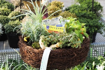 Bepflanzter Kräuterkorb