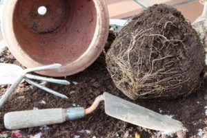 Fotolia_79034595_ Wiski