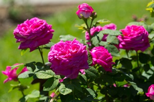 Rose roses plant in spring