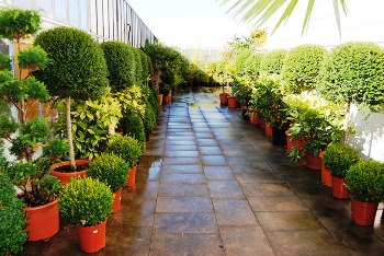 Leihpflanzen - Kopie