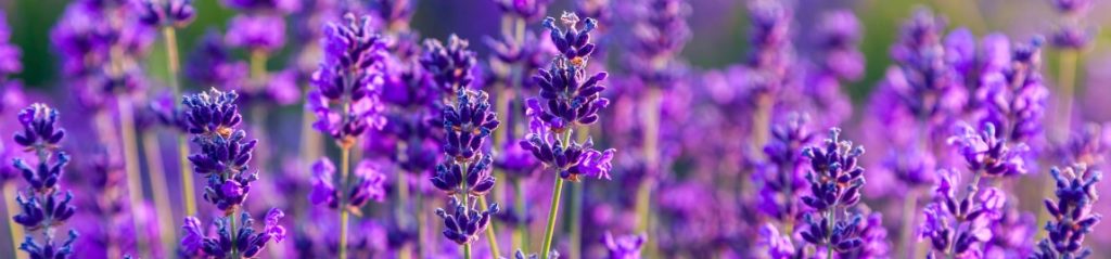 Lavender field in Tihany, Hungary